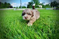 Star-SUMMER SALE!!  $100 off listed price!!, a female Havanese and Poodle - Toy  for sale in Marshfield, MO – 2 of 9