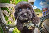 Kipper, a male Havanese and Havapoo for sale in Marshfield, MO – 4 of 10
