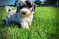 Bluebelle, a female Havanese and Poodle - Toy  for sale in Marshfield, MO – 2 of 9