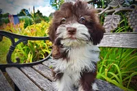 Diva, a female Havanese and Poodle - Toy  for sale in Marshfield, MO – 4 of 10