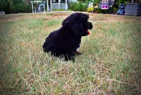 Kipper-SALE!!!, a male Havanese and Havapoo for sale in Marshfield, MO – 4 of 9