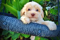 Loki, a male Havapoo for sale in Marshfield, MO – 2 of 10
