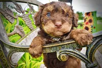 Valentino, a male Havanese and Poodle - Toy  for sale in Marshfield, MO – 3 of 10