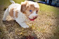 Nemo, a male Havapoo for sale in Marshfield, MO – 8 of 10