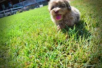 Innocent-LABOR DAY SALE-TAKE $100 OFF!!!, a male Havanese and Poodle - Toy  for sale in Marshfield, MO – 3 of 9