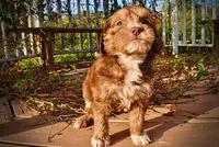 Murphy, a male Havapoo for sale in Marshfield, MO – 10 of 10