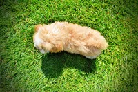 Gracie, a female Havanese and Poodle - Toy  for sale in Marshfield, MO – 6 of 10