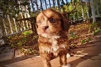 Murphy, a male Havapoo for sale in Marshfield, MO – 3 of 10