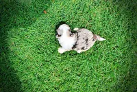 Sadie, a female Havanese and Poodle - Toy  for sale in Marshfield, MO – 5 of 10