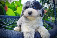Bluebelle, a female Havanese and Poodle - Toy  for sale in Marshfield, MO – 6 of 9