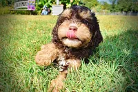 Jazz-LABOR DAY SALE-TAKE $100 OFF!!!, a male Havanese and Havapoo for sale in Marshfield, MO – 4 of 10