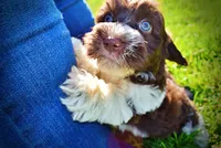 Bandit, a male Havanese and Poodle - Toy  for sale in Marshfield, MO – 5 of 10