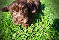 Coco, a male Havanese and Poodle - Toy  for sale in Marshfield, MO – 4 of 9