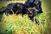 Isabella-LABOR DAY SALE-TAKE $100 OFF!!!, a female Havanese and Poodle - Toy  for sale in Marshfield, MO – 9 of 10