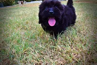 Kipper-SALE!!!, a male Havanese and Havapoo for sale in Marshfield, MO – 5 of 9