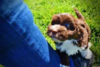 Baxter, a male Havanese and Poodle - Toy  for sale in Marshfield, MO – 7 of 10