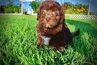 Emily, a female Havanese and Poodle - Toy  for sale in Marshfield, MO – 6 of 9