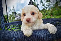 Angel, a female Havanese and Poodle - Toy  for sale in Marshfield, MO – 2 of 8