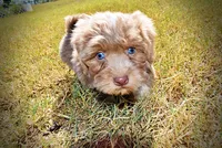 Oscar, a male Havapoo for sale in Marshfield, MO – 8 of 10
