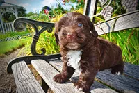 Hershey, a male Havanese and Poodle - Toy  for sale in Marshfield, MO – 3 of 10