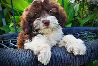 Diva, a female Havanese and Poodle - Toy  for sale in Marshfield, MO – 7 of 10