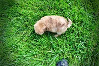 Peanut - MEMORIAL DAY SALE-$150 OFF!!, a male Havanese and Poodle - Toy  for sale in Marshfield, MO – 4 of 10