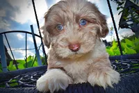 Star-SUMMER SALE!!  $100 off listed price!!, a female Havanese and Poodle - Toy  for sale in Marshfield, MO – 8 of 9