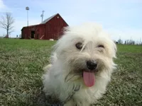 Jolene-LABOR DAY SALE-TAKE $100 OFF!!!, a female Havanese for sale in Marshfield, MO – 9 of 10