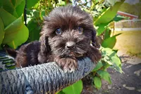 Kipper, a male Havanese and Havapoo for sale in Marshfield, MO – 2 of 10