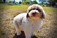 Noodles, a female Havapoo for sale in Marshfield, MO – 8 of 10