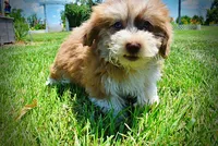 Doodles, a male Havanese and Poodle - Toy  for sale in Marshfield, MO – 2 of 10
