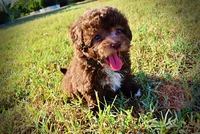 Lil Lady, a female Havapoo for sale in Marshfield, MO – 10 of 10
