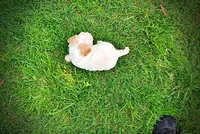 Ashley, a female Havanese and Poodle - Toy  for sale in Marshfield, MO – 10 of 10