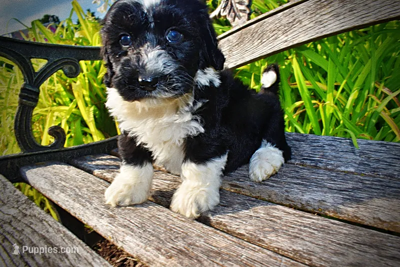 Savvy-SUMMER SALE!!  $100 off listed price!! – Havanese, Poodle - Toy  puppy for sale in Marshfield, MO