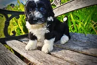 Savvy-SUMMER SALE!!  $100 off listed price!!, a female Havanese and Poodle - Toy  for sale in Marshfield, MO – 1 of 10
