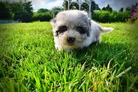 Sugar-SUMMER SALE!!  $100 off listed price!, a female Havanese and Poodle - Toy  for sale in Marshfield, MO – 3 of 8