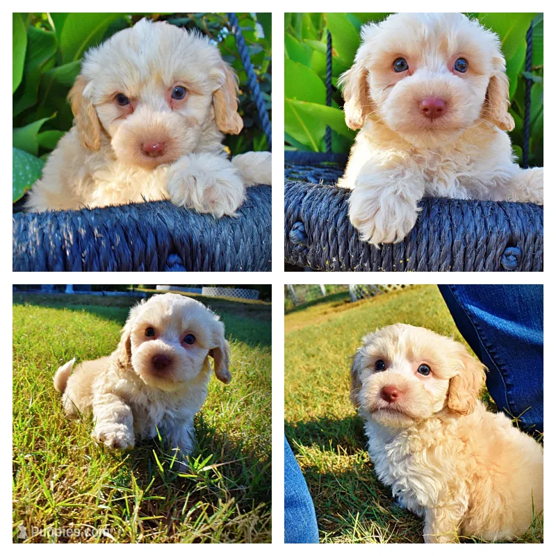 Lemony – Havapoo puppy for sale in Marshfield, MO