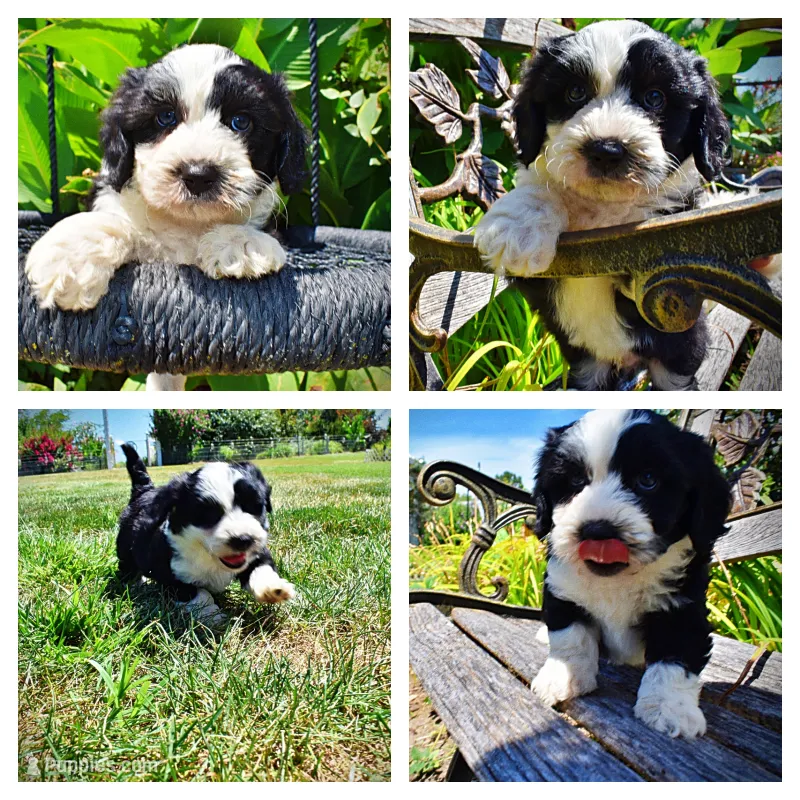 Inky – Havanese, Poodle - Toy  puppy for sale in Marshfield, MO