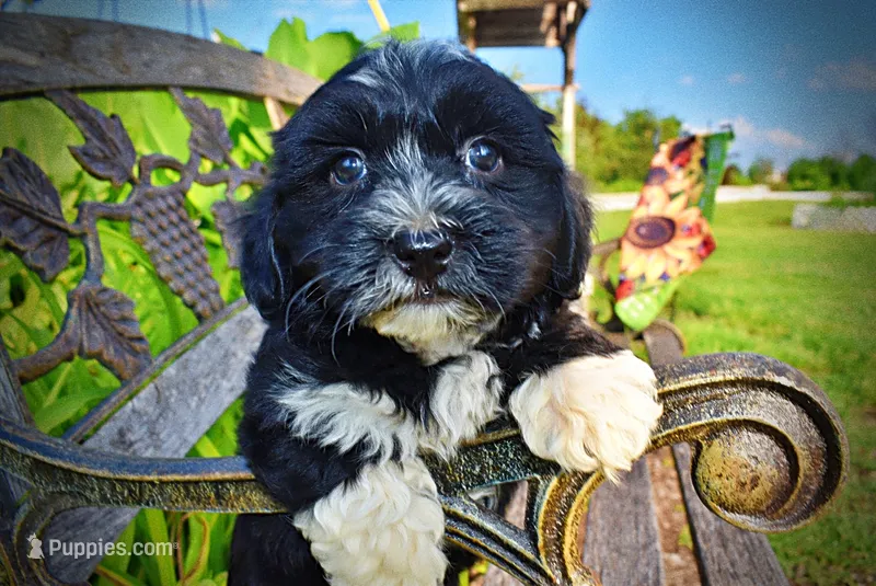 Introducing Taz! -SUMMER SALE!! $100 off listed price!! – Havanese, Poodle - Toy  puppy for sale in Marshfield, MO