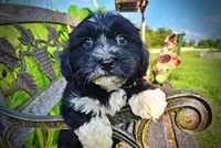 Introducing Taz! -SUMMER SALE!! $100 off listed price!!, a male Havanese and Poodle - Toy  for sale in Marshfield, MO – 1 of 10
