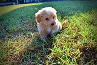 Loki, a male Havapoo for sale in Marshfield, MO – 8 of 10