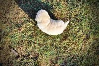 Leo, a male Havapoo for sale in Marshfield, MO – 6 of 9