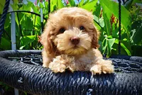 Ella, a female Havanese and Poodle - Toy  for sale in Marshfield, MO – 2 of 9