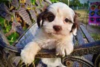 Muffin, a female Havapoo for sale in Marshfield, MO – 3 of 10