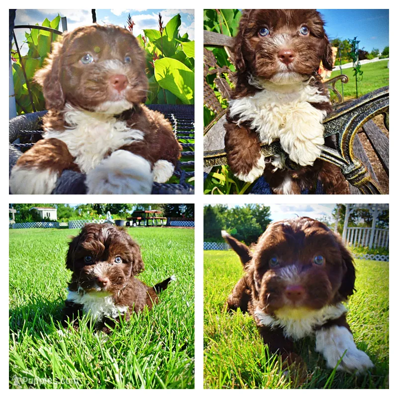 Baxter – Havanese, Poodle - Toy  puppy for sale in Marshfield, MO