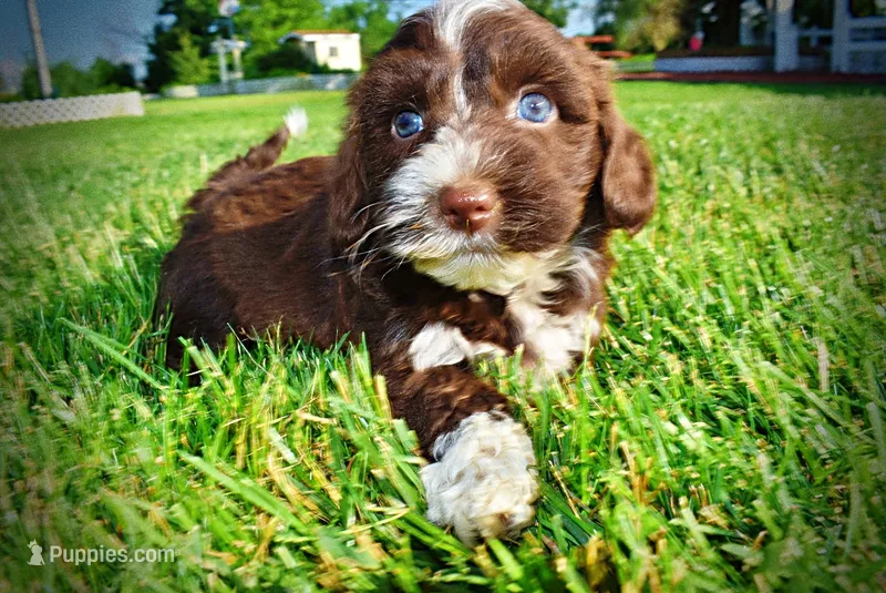 Tootsie--SUMMER SALE!!  $100 off listed price!! – Havanese, Poodle - Toy  puppy for sale in Marshfield, MO