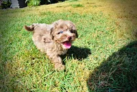 Innocent-LABOR DAY SALE-TAKE $100 OFF!!!, a male Havanese and Poodle - Toy  for sale in Marshfield, MO – 5 of 9