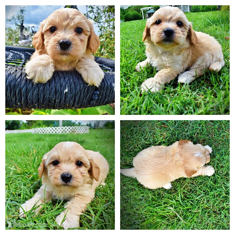 Abbie – Havanese, Poodle - Toy  puppy for sale in Marshfield, MO