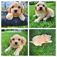 Abbie, a female Havanese and Poodle - Toy  for sale in Marshfield, MO – 1 of 10