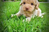 Valor, a male Havanese and Poodle - Toy  for sale in Marshfield, MO – 6 of 9